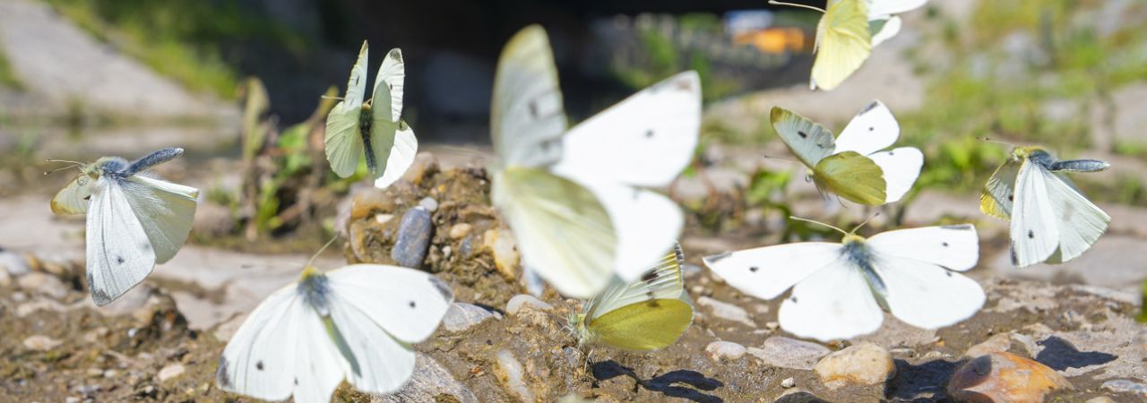 Schmetterlinge in der Natur